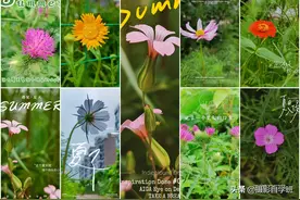 手机拍路边小花，技巧和参数全介绍，学了你也能拍好看图片