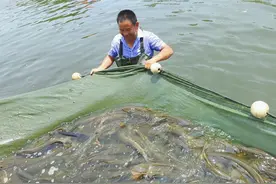 山东农民试养新疆狗鱼图片