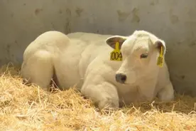 著名肉牛一天能长3斤肉，肌肉发达肉质细腻，为何我国不引入呢？图片