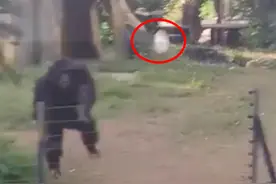 南宁动物园猩猩扔水瓶砸伤游客，园方回应：系游客有过激行为，猩猩是正当防卫图片