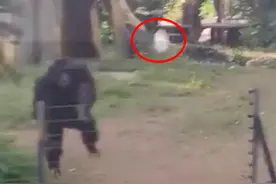南宁动物园猩猩扔水瓶砸伤游客，园方回应：系游客有过激行为，猩猩是正当防卫图片