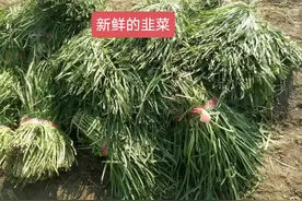 猪市寒冬，养猪人怎么办？这个猪场运用发酵技术喂猪走出寒冬低谷图片