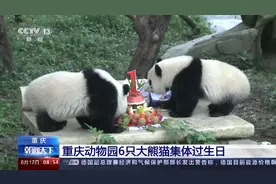 重庆动物园6只大熊猫集体过生日图片