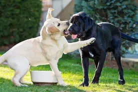 狗狗之间交配，其实有这些方式图片