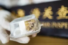 3只蜥蜴，在他裤兜里图片