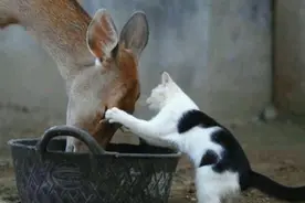 你家里的光猫和路由器可能一直在“打架”图片