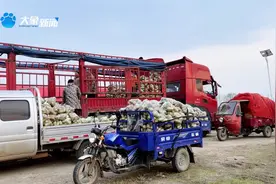 跨省助农，中山市信阳籍企业家买了32吨萝卜图片