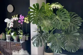 “长寿老人”都喜欢养5种花，养一盆多活几十年，富贵人家都爱养图片