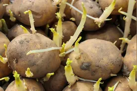 刚发芽的土豆还能吃吗？为什么？图片