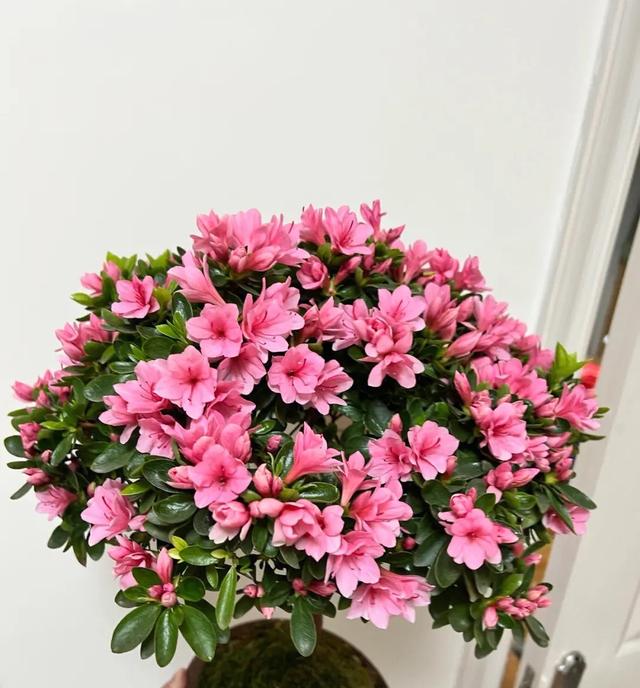 "10种吉祥花",就要用小盆栽培,挤挤更健康(室内十大吉利花图) - 冷求