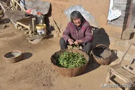 山村大妈种名贵白菜，市场上每斤15元，全部被毁为啥不骂人图片