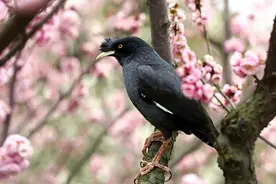 【绘画参考】国内常见的四种宠物八哥你能分辨的吗图片