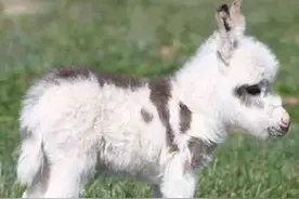 小毛驴“暴力”美甲：是谁爽翻了？图片