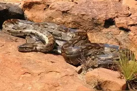 惊险！看看非洲土著人是如何捕捉巨蟒的图片