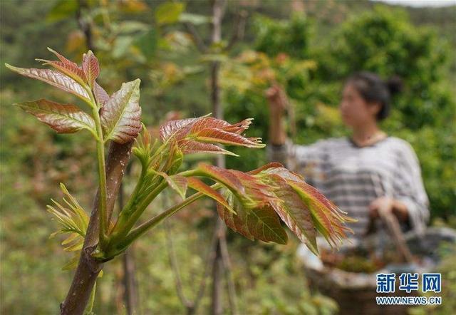 香椿、折耳根、榴莲，谁是臭味top1？