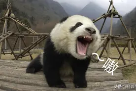 疯狂的大熊猫：外表憨厚可爱，为何是老虎和狮子永远惹不起的主？图片