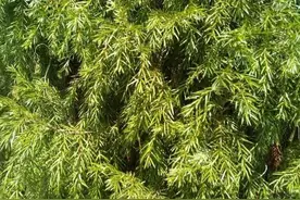 5种柏树的区分技巧，可以了解一下图片