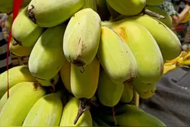 昆明司机拉香蕉过绿色通道，收费员：请证明苹果蕉就是香蕉图片