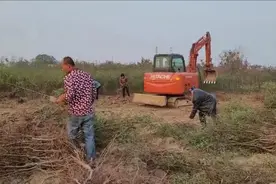 甘肃巴旦木种植又是一年冬栽时，来年收获致富果图片