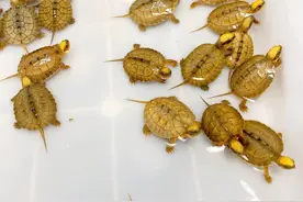 2022年9月19日金钱龟苗最新价格图片