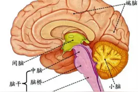 体育教资运动解剖简答题六图片