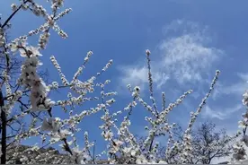 北京门头沟著名山路20公里桃花似海，在这里尽情享受春天的美好图片