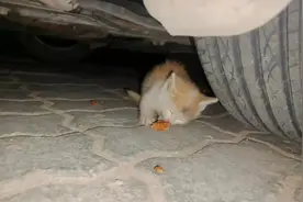 荒漠里的毛孩子守护者，因爱心入坑，六年照顾了700只流浪猫狗图片