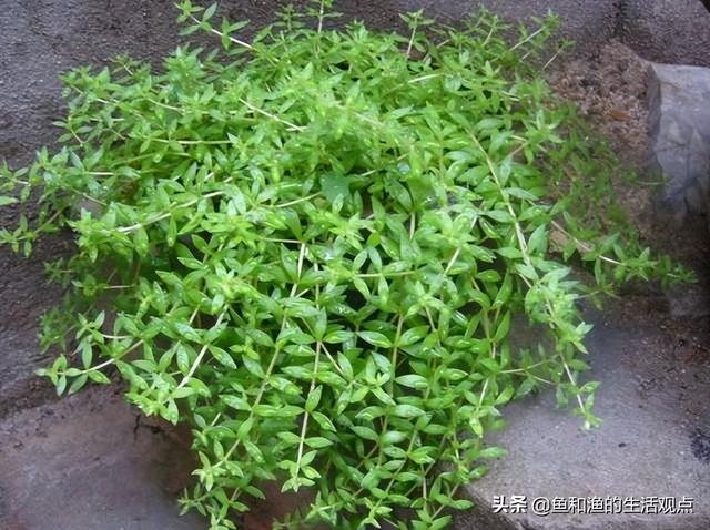 踏春必备“百草图”之三，身边那些有价值的野草，你能认识几种？