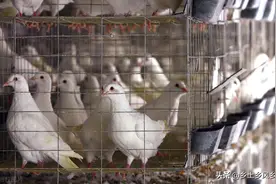肉鸽养殖成本与利润，算算养100对种鸽能赚多少钱图片