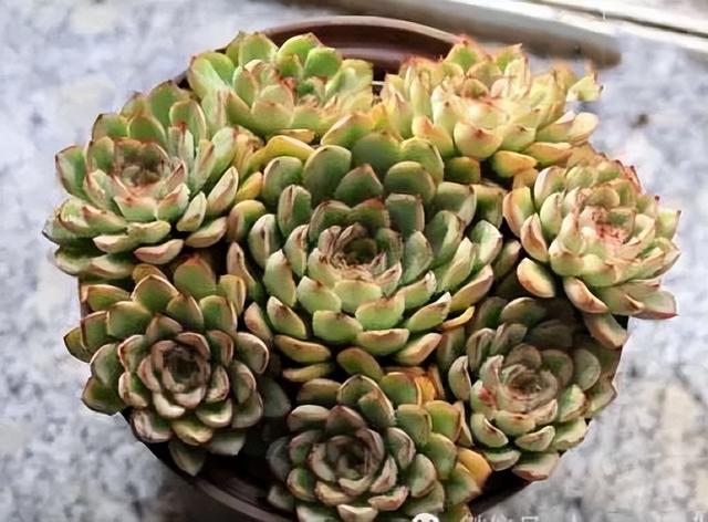 270种常见多肉图谱，一分钟认全！