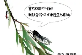 生命奇迹|知了（蝉）树上产卵后为什么从地下出生？图片