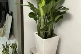 室内大型绿植天堂鸟，这样养不仅叶片翠绿，还能年年开花。图片
