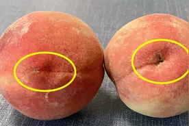 才知道，挑选桃子竟然这么简单！老果农教你1招，一挑一个甜图片