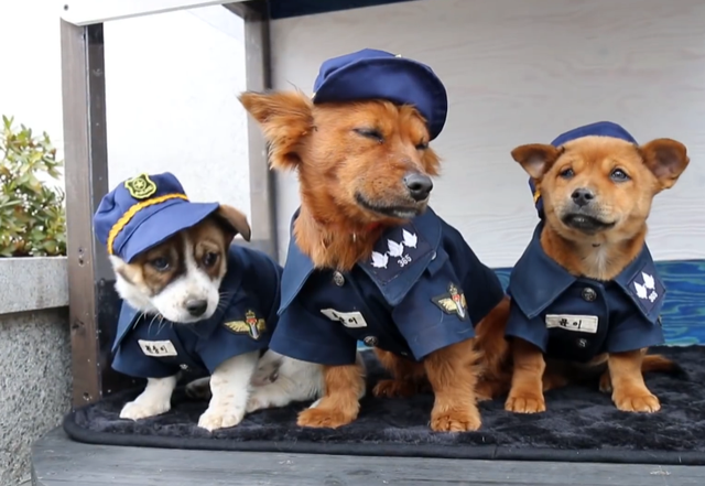 这5种狗,打架厉害,却不适合当警犬,有你喜欢的吗?