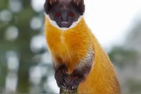 黄喉貂抓野猫，#动物#野生动物零距离 