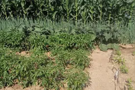 爸爸的小菜园图片