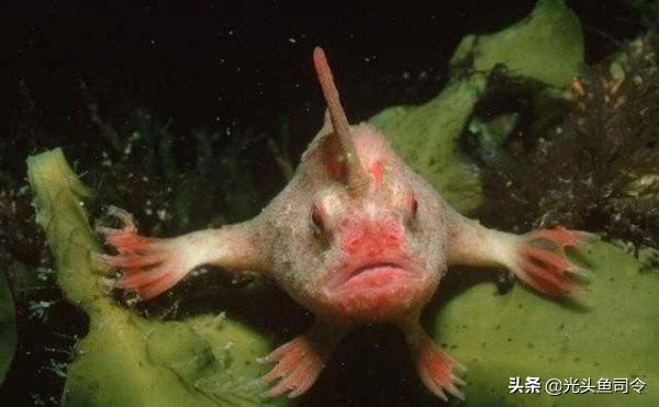 长着"双手"的鱼,时隔20年再次被发现,美人鱼会存在吗?
