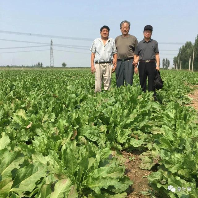食叶草氨基酸多肽精蛋白与大健康产业