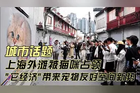 上海外滩被猫咪占领，“它经济”带来宠物友好空间规划新形势图片