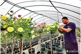 南阳月季 香飘五洲｜花田喜绽“致富花”图片