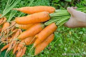 手把手教你种植胡萝卜，什么时间种？到底怎么种？图片