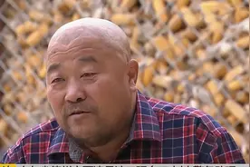 17年山东农民清早起床，发现长在地里的十几吨玉米，一夜间全消失图片