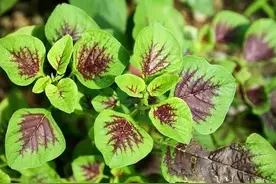 苋菜长不好不仅仅是虫害，还与这些“恶疾”相关，病虫综防才是真图片