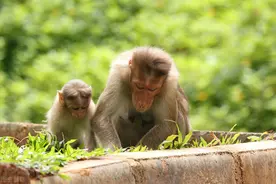 残忍的恒河猴实验，到底隐藏着怎样的秘密？图片