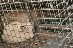 江苏苏州：狸、江鸡、夜鹭、红隼......昆山公安与小动物们的不解之缘图片