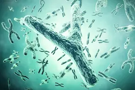1100万年后，人类将失去Y染色体？那时候还能繁殖吗？图片