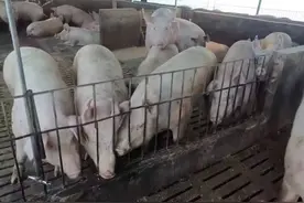 00后猪厂女孩：包吃包住工资没处花，曾天天被猪欺负哭图片