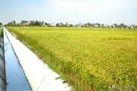 三农建设有些地方改建农田后反而无法耕种稻谷的解决方法建议图片