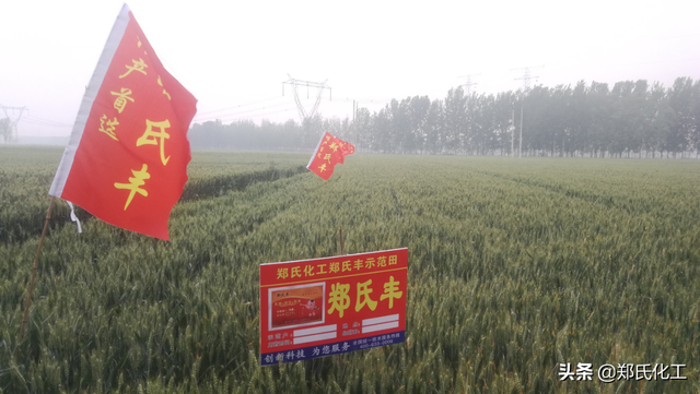 小麦灌浆期高产管理技术，冲刺小麦高产