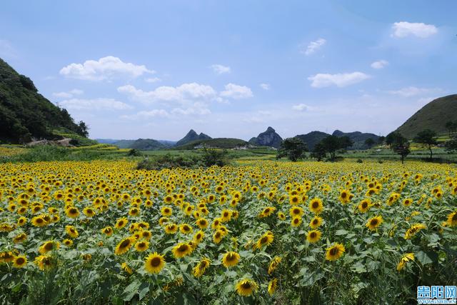 【图集】花溪新关村的向日葵花海盛放，快来打卡！